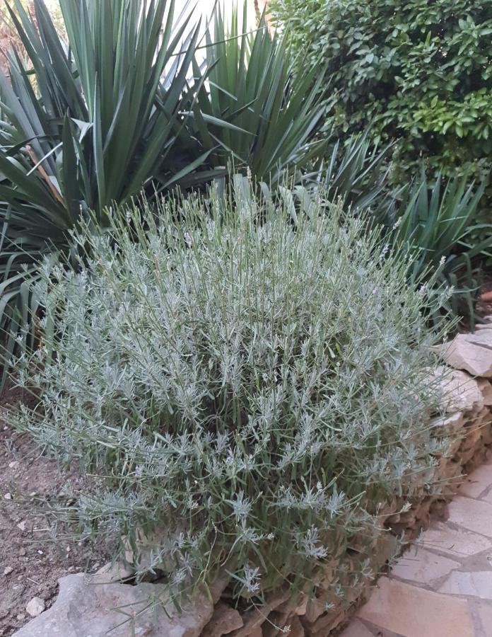 Villa Des Masques Aubais Εξωτερικό φωτογραφία