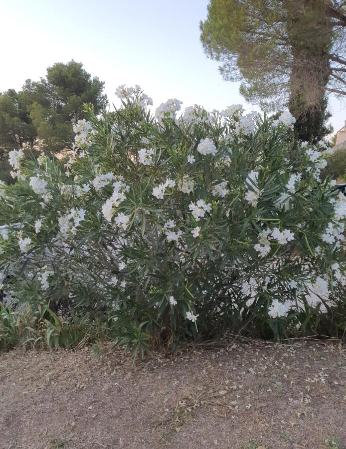 Villa Des Masques Aubais Εξωτερικό φωτογραφία
